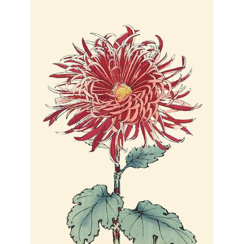 Chrysanthemum Woodblock I White Modern Wood Framed Art Print by Unknown