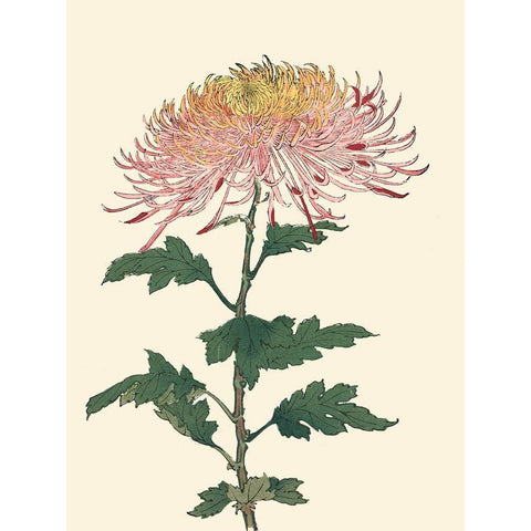 Chrysanthemum Woodblock II Black Modern Wood Framed Art Print with Double Matting by Unknown