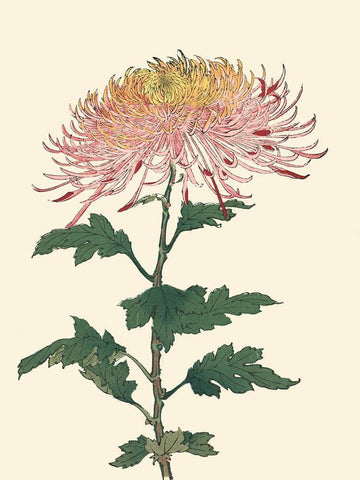 Chrysanthemum Woodblock II White Modern Wood Framed Art Print with Double Matting by Unknown