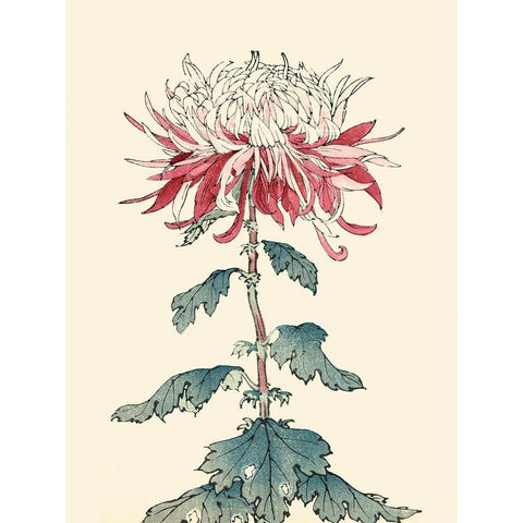 Chrysanthemum Woodblock III White Modern Wood Framed Art Print by Unknown