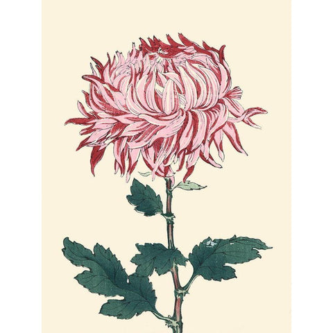 Chrysanthemum Woodblock IV Black Modern Wood Framed Art Print with Double Matting by Unknown