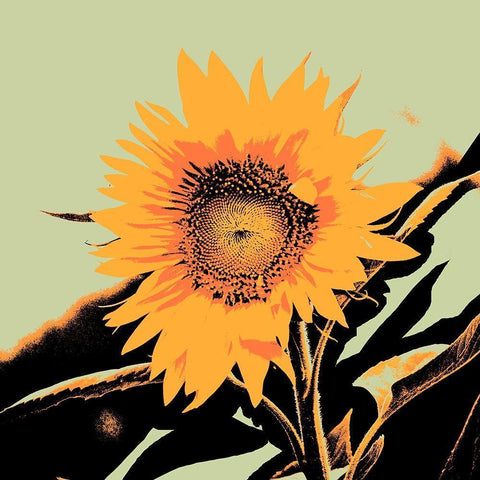 Pop Art Sunflower II Black Modern Wood Framed Art Print by Green, Jacob