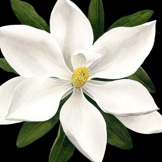 Image Only