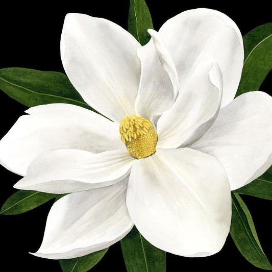 Image Only