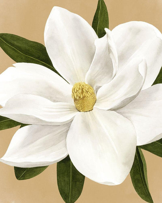 Image Only