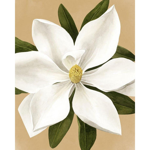 Magnolia on Gold II White Modern Wood Framed Art Print by Popp, Grace