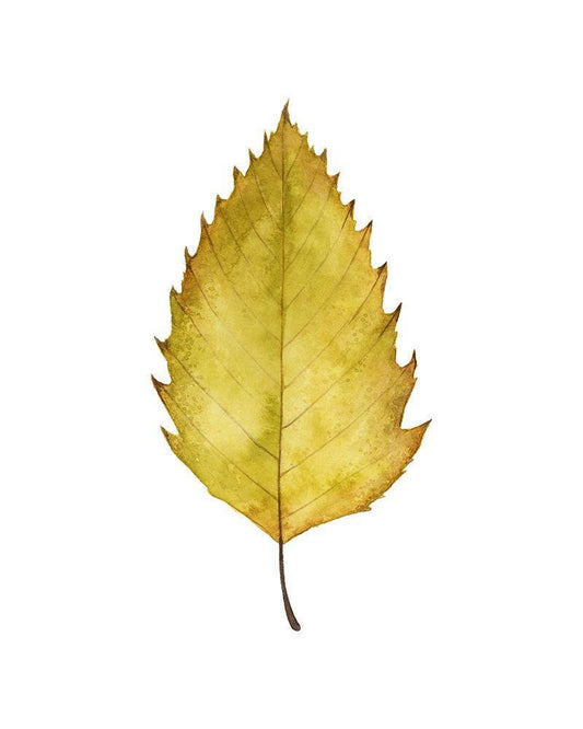Image Only
