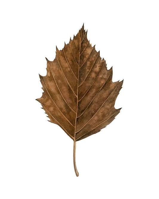 Image Only