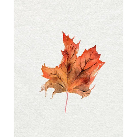 Watercolor Autumn Leaf II Black Modern Wood Framed Art Print with Double Matting by Parker, Jennifer Paxton