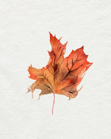 Watercolor Autumn Leaf II White Modern Wood Framed Art Print with Double Matting by Parker, Jennifer Paxton