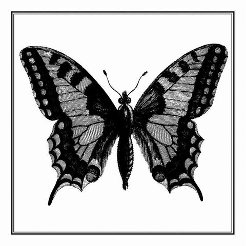 Custom Classical Butterfly I Black Ornate Wood Framed Art Print with Double Matting by Vision Studio
