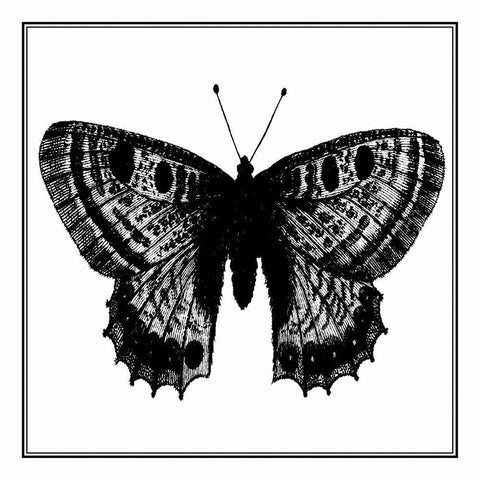 Custom Classical Butterfly II Black Modern Wood Framed Art Print with Double Matting by Vision Studio