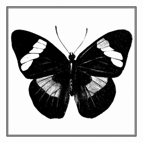 Custom Classical Butterfly III Black Modern Wood Framed Art Print with Double Matting by Vision Studio