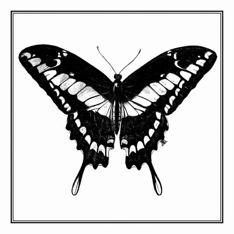 Custom Classical Butterfly IV White Modern Wood Framed Art Print with Double Matting by Vision Studio