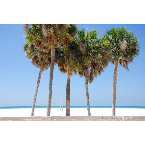 Coastal Palms I Black Modern Wood Framed Art Print with Double Matting by DeNardo, Laura