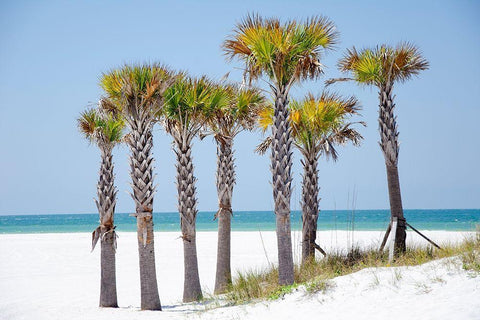 Coastal Palms II Black Ornate Wood Framed Art Print with Double Matting by DeNardo, Laura