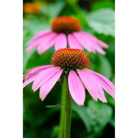 Pink Coneflowers I White Modern Wood Framed Art Print by DeNardo, Laura