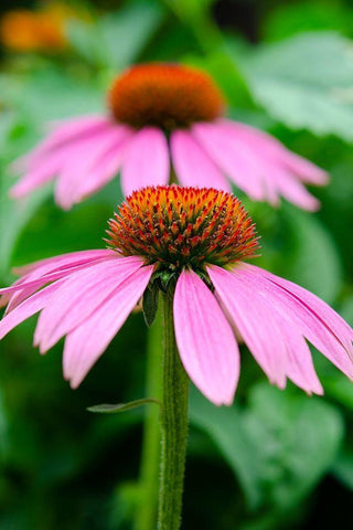 Pink Coneflowers I Black Ornate Wood Framed Art Print with Double Matting by DeNardo, Laura