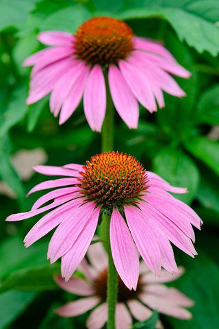 Pink Coneflowers II Black Ornate Wood Framed Art Print with Double Matting by DeNardo, Laura