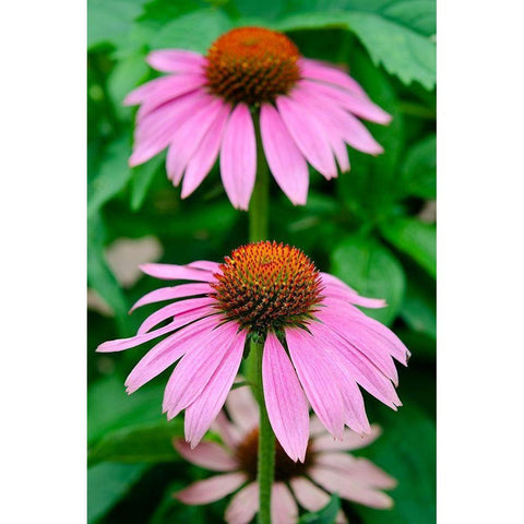 Pink Coneflowers II Gold Ornate Wood Framed Art Print with Double Matting by DeNardo, Laura