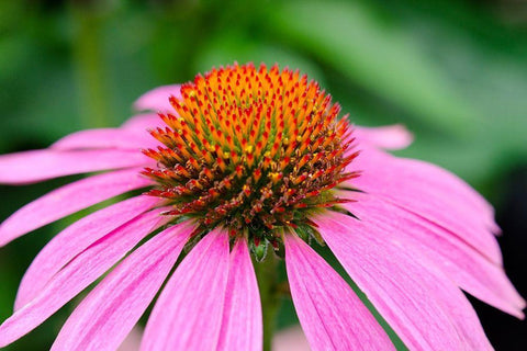 Pink Coneflowers III White Modern Wood Framed Art Print with Double Matting by DeNardo, Laura