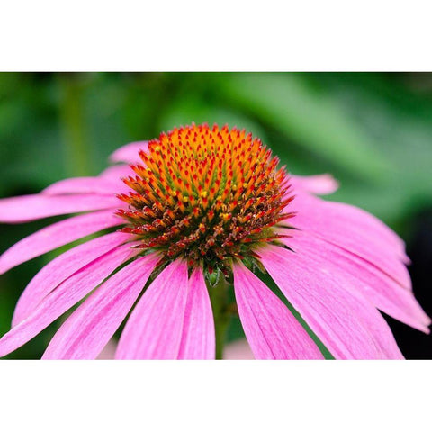 Pink Coneflowers III Black Modern Wood Framed Art Print by DeNardo, Laura