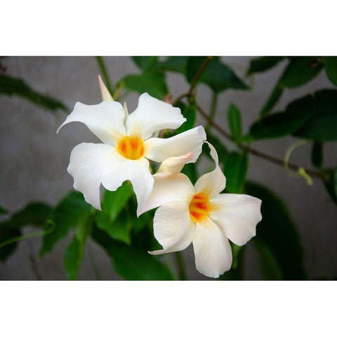 Garden Array IV White Modern Wood Framed Art Print by DeNardo, Laura