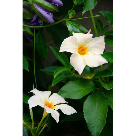 Garden Array V Gold Ornate Wood Framed Art Print with Double Matting by DeNardo, Laura