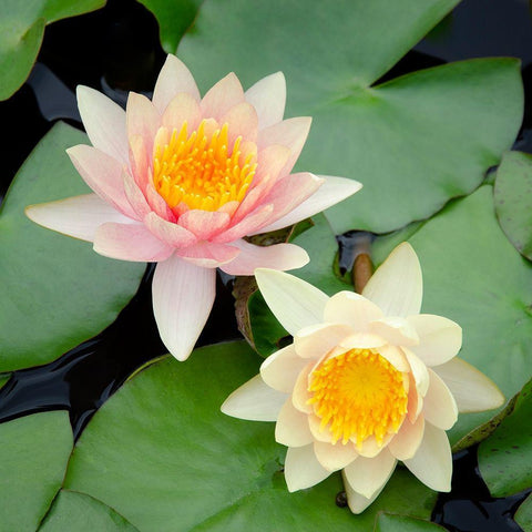Water Lily Flowers I White Modern Wood Framed Art Print with Double Matting by DeNardo, Laura