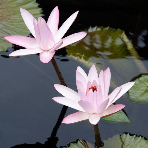 Water Lily Flowers III White Modern Wood Framed Art Print with Double Matting by DeNardo, Laura