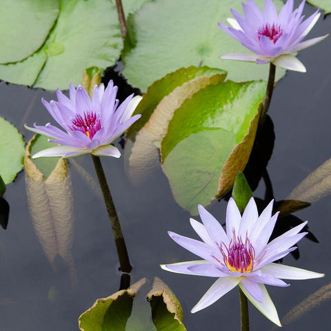 Water Lily Flowers IV White Modern Wood Framed Art Print by DeNardo, Laura