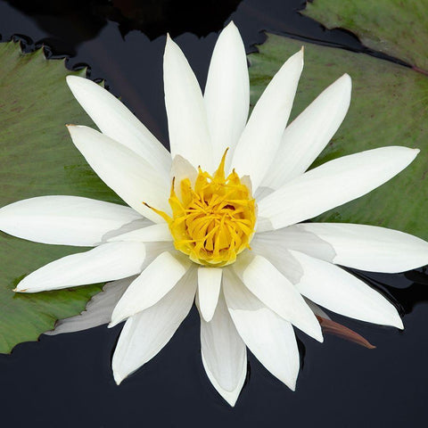Water Lily Flowers V White Modern Wood Framed Art Print with Double Matting by DeNardo, Laura