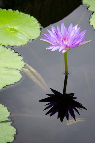 Water Lily Flowers VI Black Ornate Wood Framed Art Print with Double Matting by DeNardo, Laura