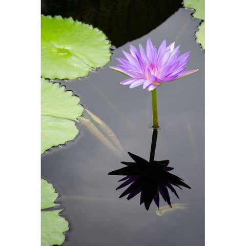 Water Lily Flowers VI Black Modern Wood Framed Art Print by DeNardo, Laura