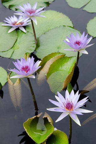 Water Lily Flowers VII White Modern Wood Framed Art Print with Double Matting by DeNardo, Laura