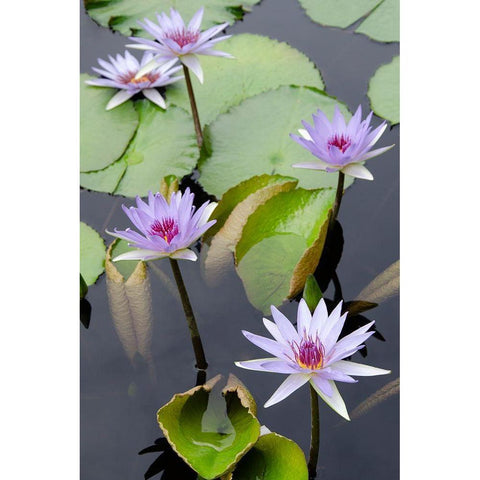 Water Lily Flowers VII Gold Ornate Wood Framed Art Print with Double Matting by DeNardo, Laura
