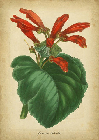 Vermillion Blooms I Black Ornate Wood Framed Art Print with Double Matting by Paxton