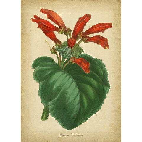 Vermillion Blooms I Black Modern Wood Framed Art Print by Paxton