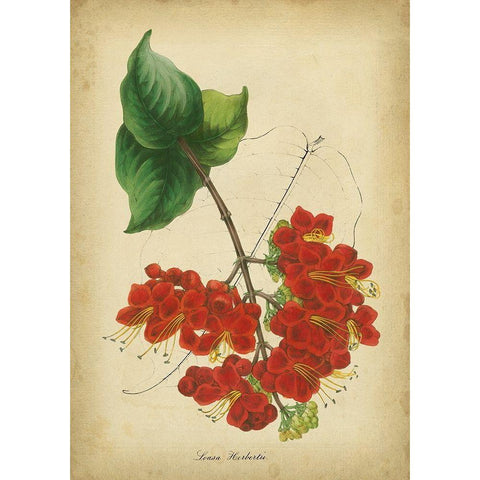 Vermillion Blooms II Black Modern Wood Framed Art Print with Double Matting by Paxton