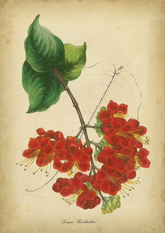 Vermillion Blooms II White Modern Wood Framed Art Print with Double Matting by Paxton