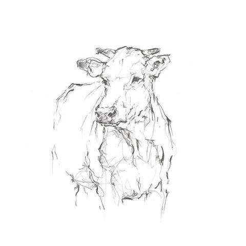 Bovine Quick Study II Black Modern Wood Framed Art Print by Harper, Ethan