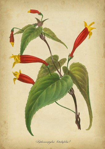 Vermillion Blooms IV Black Ornate Wood Framed Art Print with Double Matting by Paxton