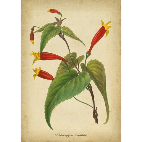 Vermillion Blooms IV Black Modern Wood Framed Art Print by Paxton