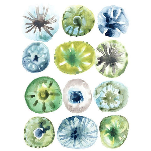 Sea Urchin Assortment I White Modern Wood Framed Art Print by Vess, June Erica