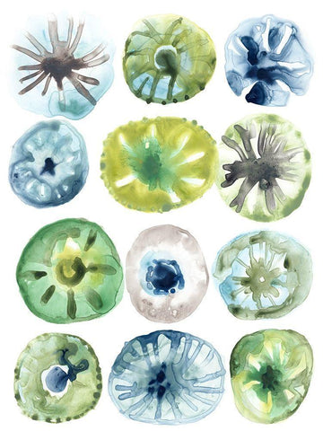 Sea Urchin Assortment I White Modern Wood Framed Art Print with Double Matting by Vess, June Erica