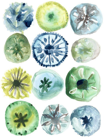 Sea Urchin Assortment II White Modern Wood Framed Art Print with Double Matting by Vess, June Erica