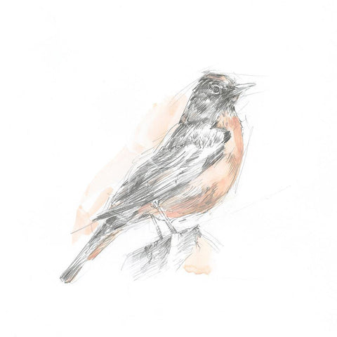 Robin Bird Sketch I White Modern Wood Framed Art Print by Harper, Ethan