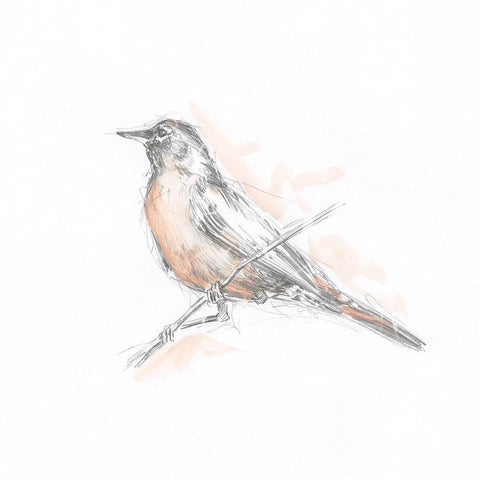 Robin Bird Sketch II White Modern Wood Framed Art Print with Double Matting by Harper, Ethan