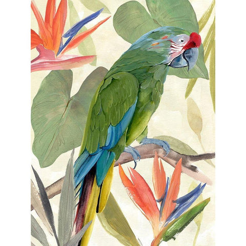 Tropical Parrot Composition I Black Modern Wood Framed Art Print with Double Matting by Warren, Annie