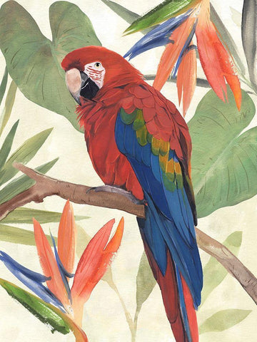 Tropical Parrot Composition II White Modern Wood Framed Art Print with Double Matting by Warren, Annie